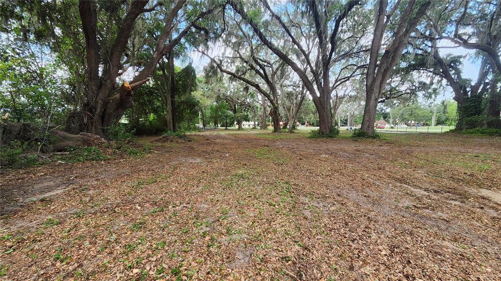 A large, wooded lot covered in fallen leaves features several mature trees with Spanish moss — 7059 SE COUNTY HIGHWAY 25A, BELLEVIEW, FL