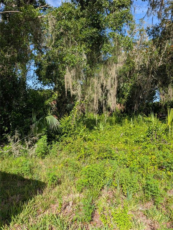 A dense, overgrown lot features tall trees draped with Spanish moss and thick ground vegetation — 6650 N BEECHNUT LOOP, HERNANDO, FL