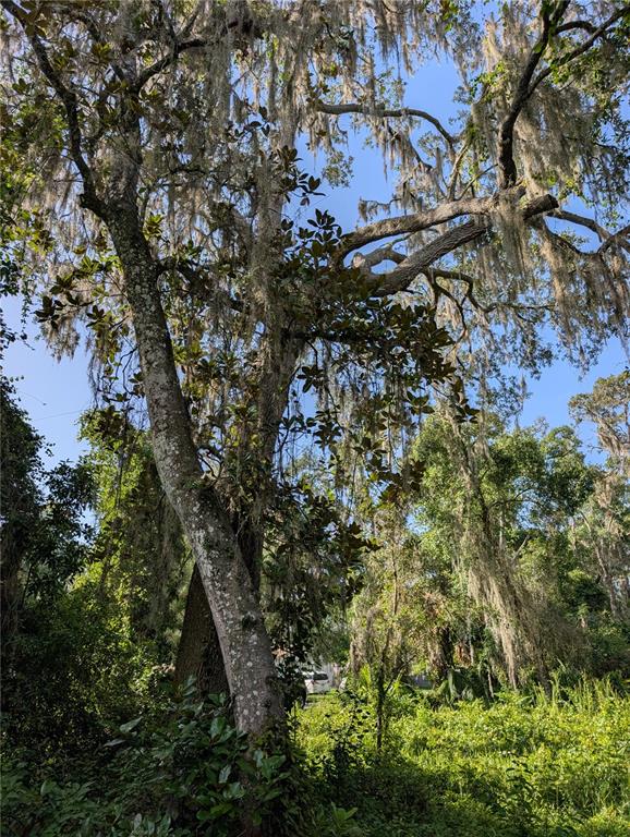 A large tree with Spanish moss stands in a wooded area near a parked car — 6650 N BEECHNUT LOOP, HERNANDO, FL