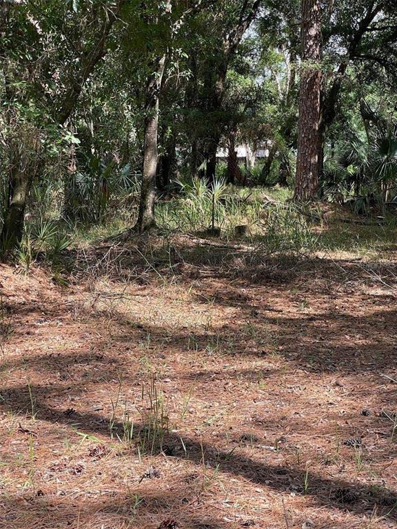 A wooded lot with pine needles covering the ground and dense trees in the background — THUNDERHEAD STREET, WESLEY CHAPEL, FL