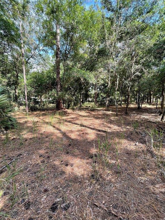 A wooded lot covered in pine needles with scattered trees and vegetation — THUNDERHEAD STREET, WESLEY CHAPEL, FL