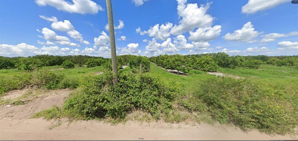 A dirt road leads to a large citrus grove under a bright blue sky — HOLOPAW GROVES ROAD, ST CLOUD, FL