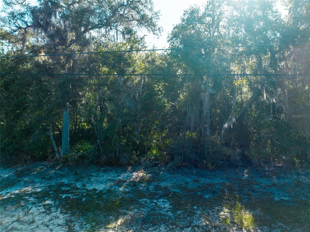 A view of a sandy, wooded lot with dense trees and overhead power lines — 5790 BRYCE STREET, KEYSTONE HEIGHTS, FL