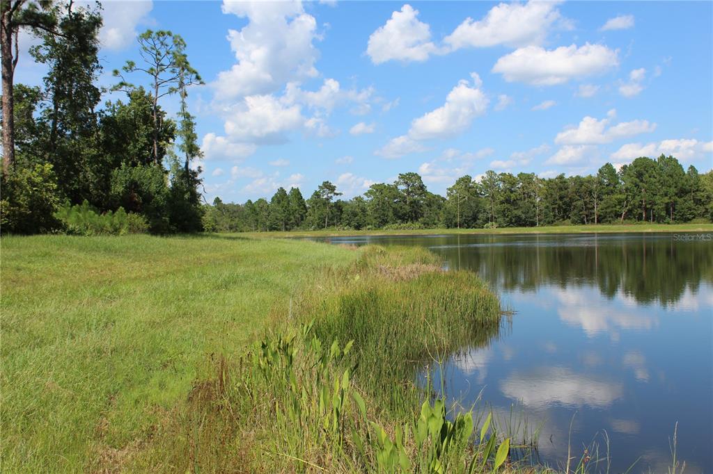 A grassy field borders a calm pond surrounded by a dense forest under a blue sky — DOLPHIN CIRCLE, ORLANDO, FL