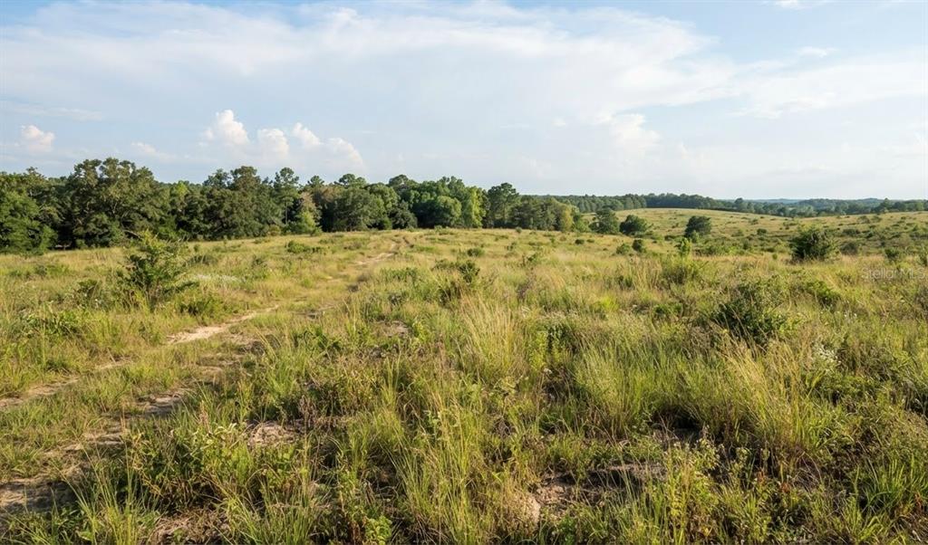 A wide, grassy field with scattered shrubs and a dirt path leads toward distant trees — 775 N SR 415 AVENUE, OSTEEN, FL