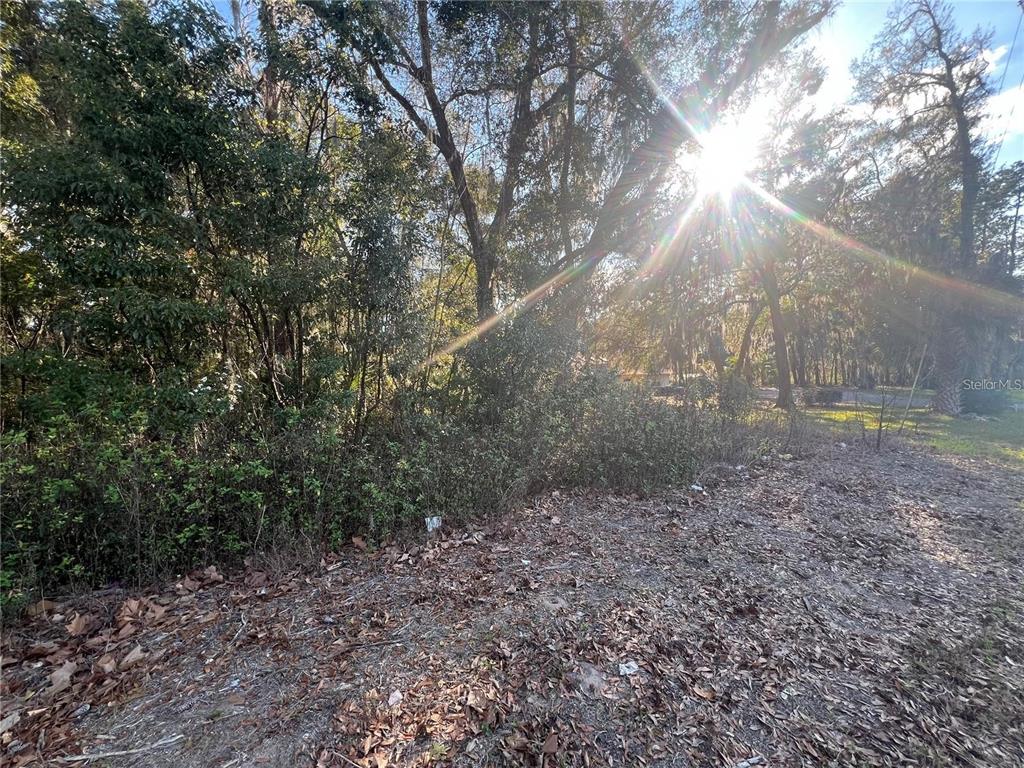 A wooded, undeveloped lot covered in fallen leaves and dense vegetation under bright sunlight — NE 14TH STREET, OCALA, FL