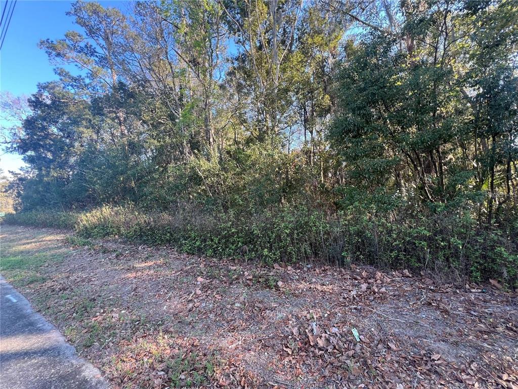 A view of a wooded, undeveloped residential lot next to a paved road — NE 14TH STREET, OCALA, FL