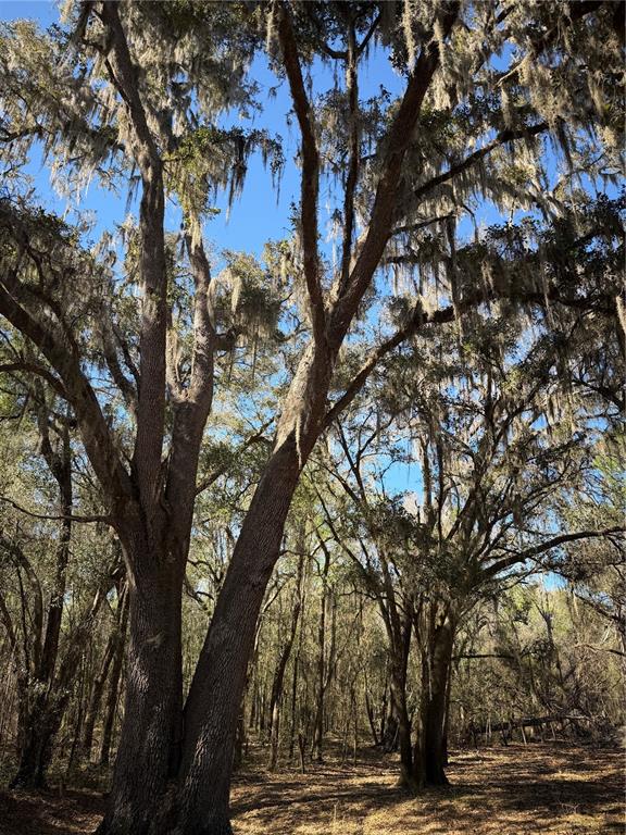 Tall oak trees draped in Spanish moss stand in a wooded area under a blue sky — 10550 NW 115TH AVENUE, REDDICK, FL