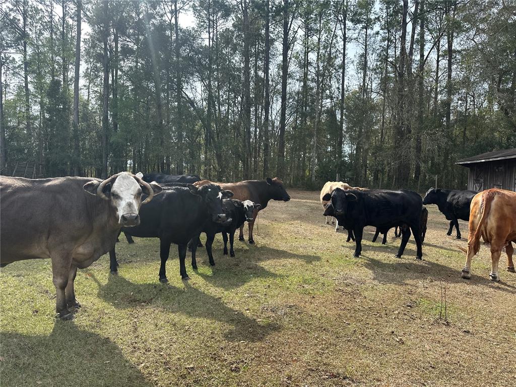 A herd of cattle grazes in a grassy pasture bordered by a dense forest — 10550 NW 115TH AVENUE, REDDICK, FL