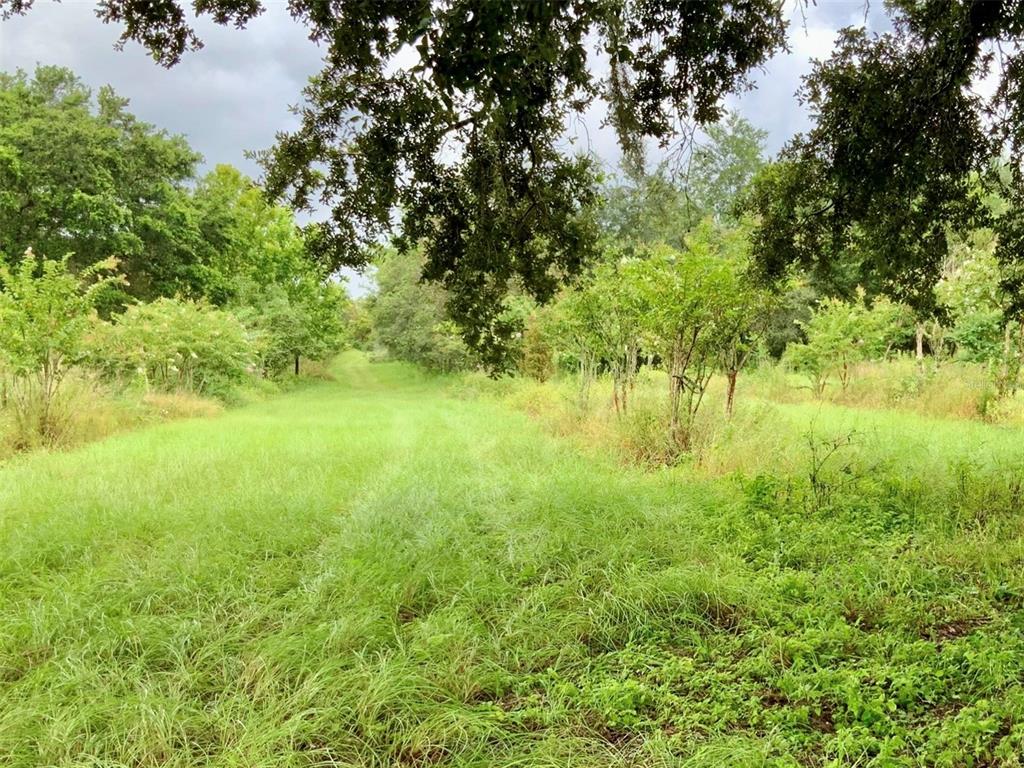 A grassy path leads through a wooded area with scattered trees and overgrown vegetation — 5079 ONDICH ROAD, APOPKA, FL