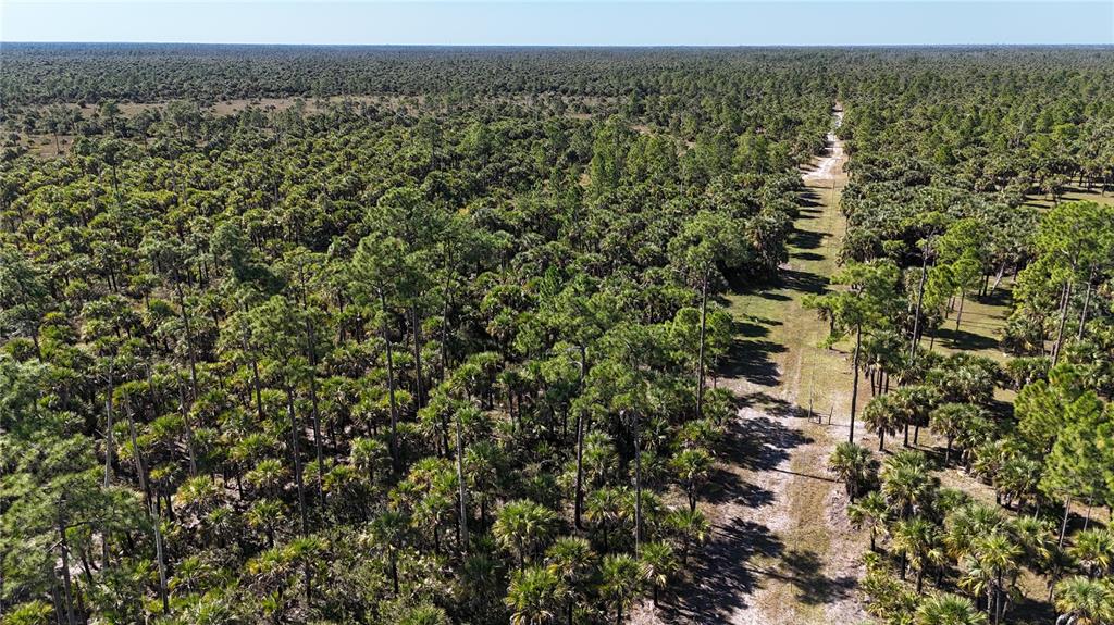 An aerial view shows a dirt path cutting through a dense forest of pine trees — NA, NAPLES, FL