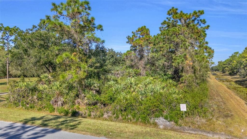 A vacant, wooded lot with pine trees and palmettos sits next to a drainage ditch — QUINLAN STREET, ORLANDO, FL