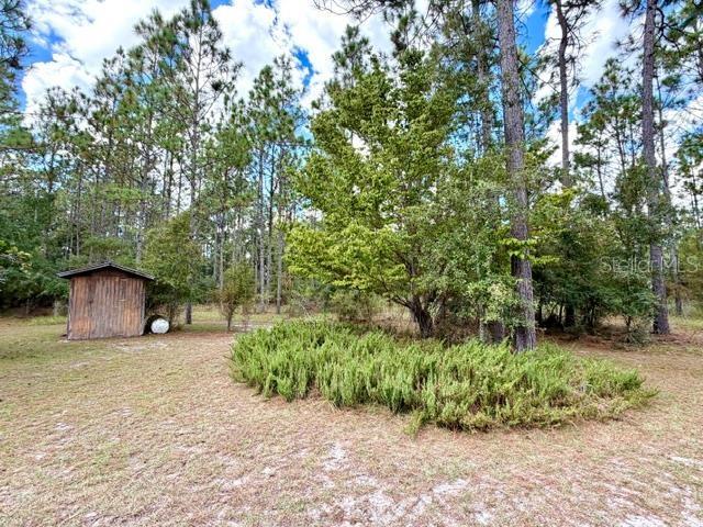 A small wooden shed sits in a grassy, wooded lot with a large central bush — 4850 NW 55TH AVENUE, BELL, FL