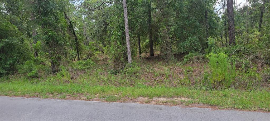 A wooded, undeveloped lot sits along the edge of a paved road — 0 NW CHESTNUT AVENUE, DUNNELLON, FL