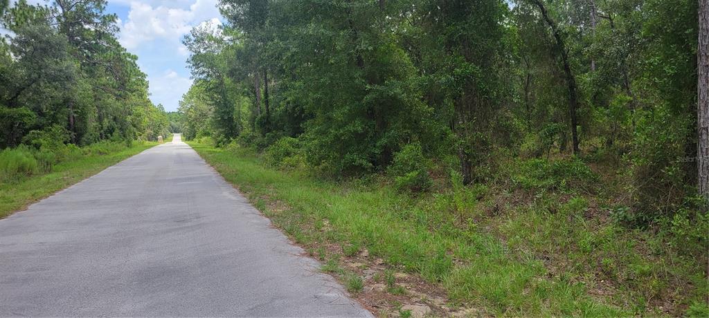 A paved road stretches into the distance alongside a wooded lot with dense green vegetation — 0 NW CHESTNUT AVENUE, DUNNELLON, FL