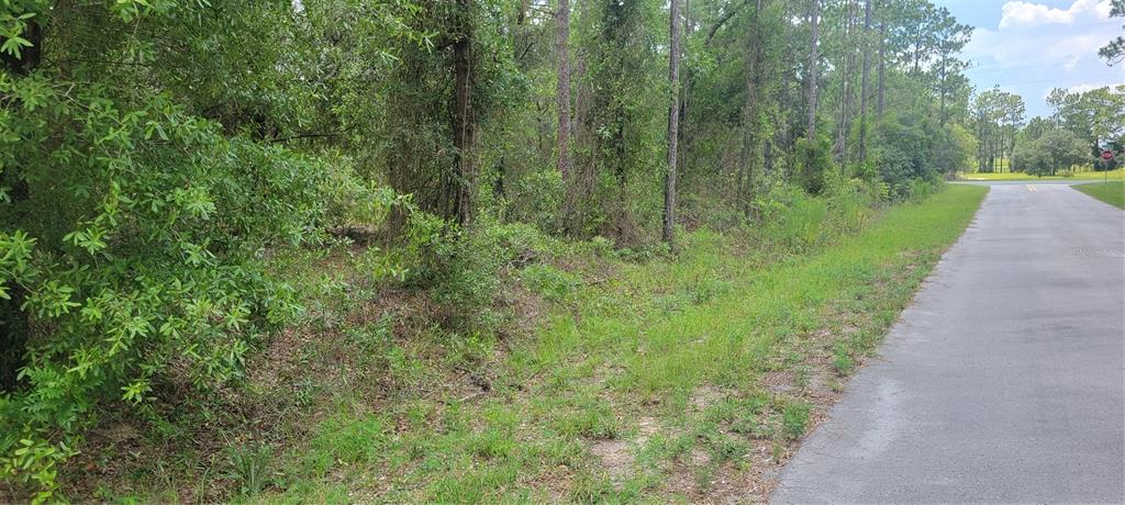 A paved road runs alongside a wooded lot with dense trees and grassy ground cover — 0 NW CHESTNUT AVENUE, DUNNELLON, FL