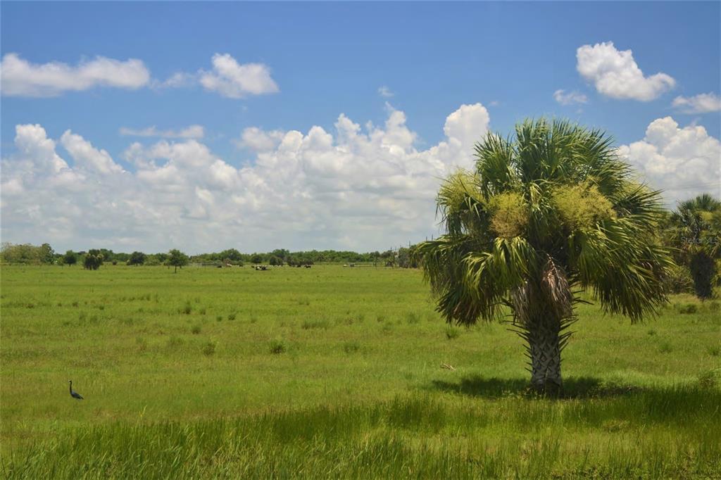 A large, grassy field features a single palm tree in the foreground under a cloudy sky — SCHUMANN ROAD, FORT PIERCE, FL