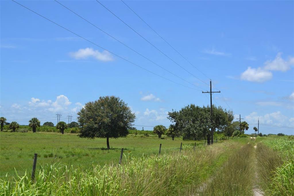 A grassy field with scattered trees and utility poles under a bright blue sky — SCHUMANN ROAD, FORT PIERCE, FL