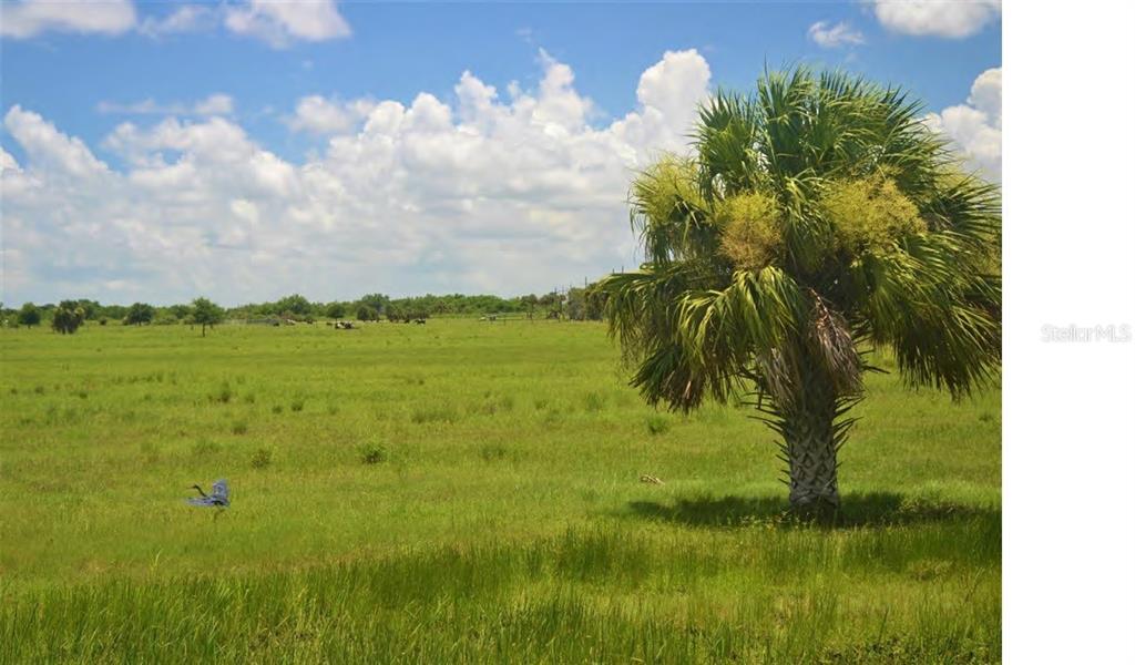 A large palm tree stands in a vast, grassy field under a bright, cloudy sky — SCHUMANN ROAD, FORT PIERCE, FL