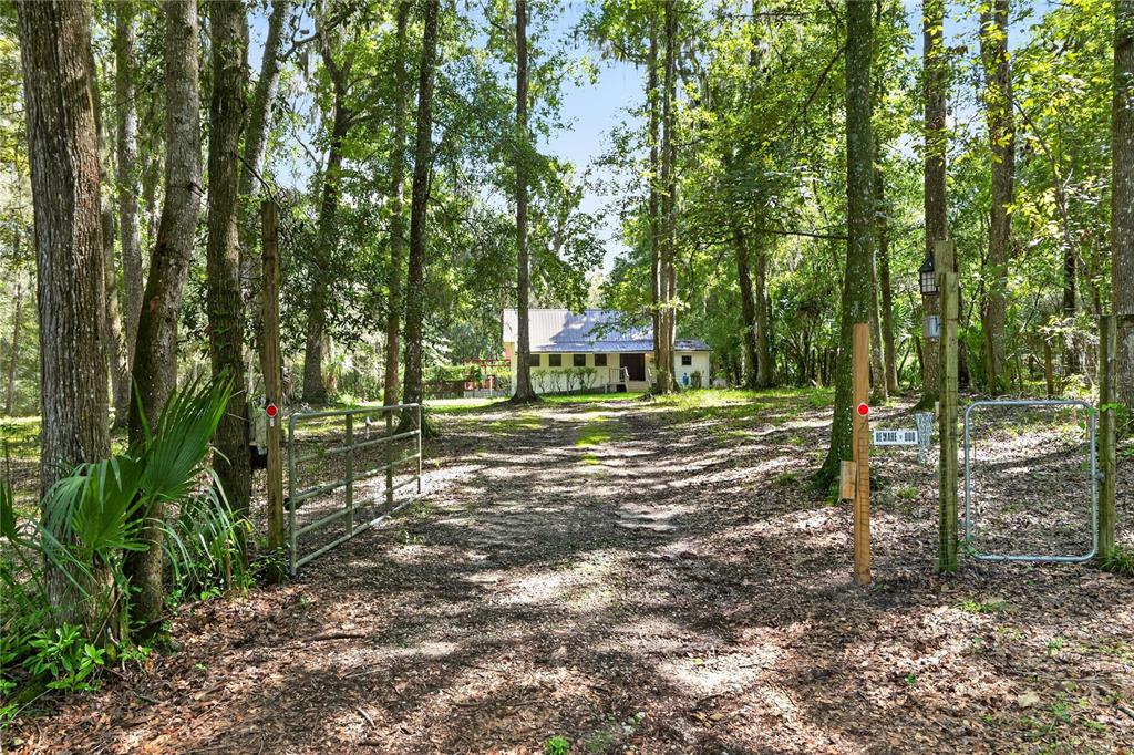 A gravel driveway leads through a wooded area toward a house with a metal roof — 9350 NW 230 STREET, MICANOPY, FL