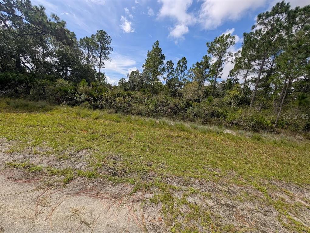 A grassy, undeveloped lot features a dense line of pine trees under a cloudy sky — OLEANDER DRIVE, INDIAN LAKE ESTATES, FL