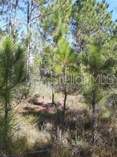 A wooded lot with pine trees and low-lying vegetation under a clear blue sky — SALYERS ROAD, CLERMONT, FL