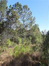 A wooded lot with tall pine trees and dense underbrush under a clear blue sky — SALYERS ROAD, CLERMONT, FL