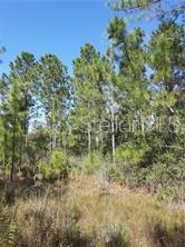 A view of a wooded lot with tall pine trees and dry, grassy ground — SALYERS ROAD, CLERMONT, FL