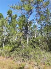 A view of a wooded lot with tall pine trees and dense underbrush under a sky — SALYERS ROAD, CLERMONT, FL