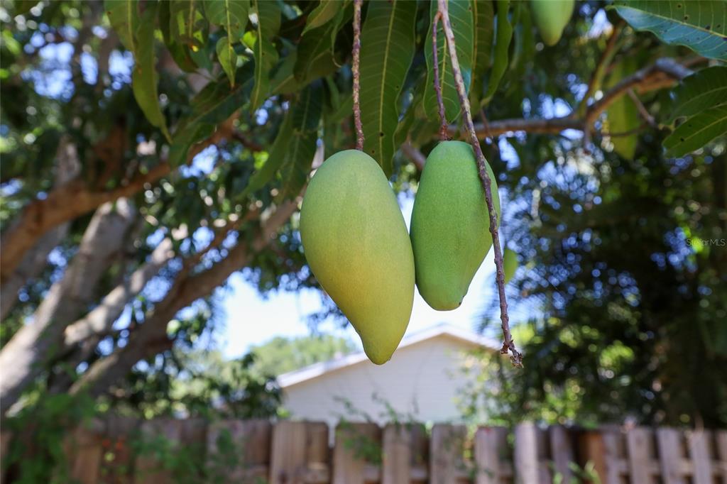 Two green mangoes hang from a tree branch in front of a wooden fence — 4505 33RD AVENUE W, BRADENTON, FL