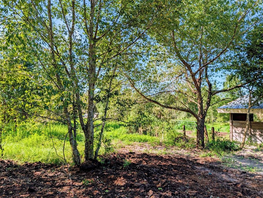 A view of a grassy, wooded lot with a small shed structure on the right — 21320 SENECA HILLS ROAD, EUSTIS, FL