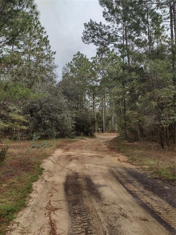 A dirt driveway leads through a wooded area toward a distant mailbox — 165 7TH WAY, INTERLACHEN, FL