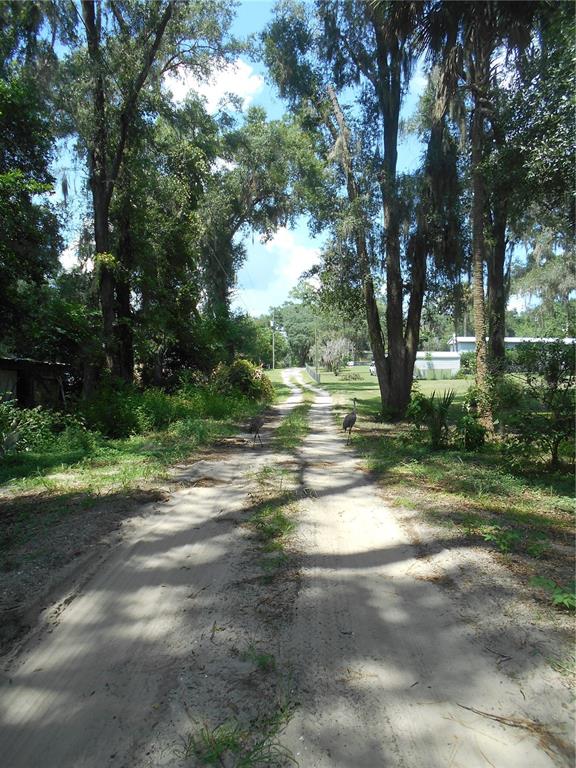 A dirt path leads through a wooded area with two birds standing in the road — 18800 NE 248TH TERRACE, FORT MC COY, FL