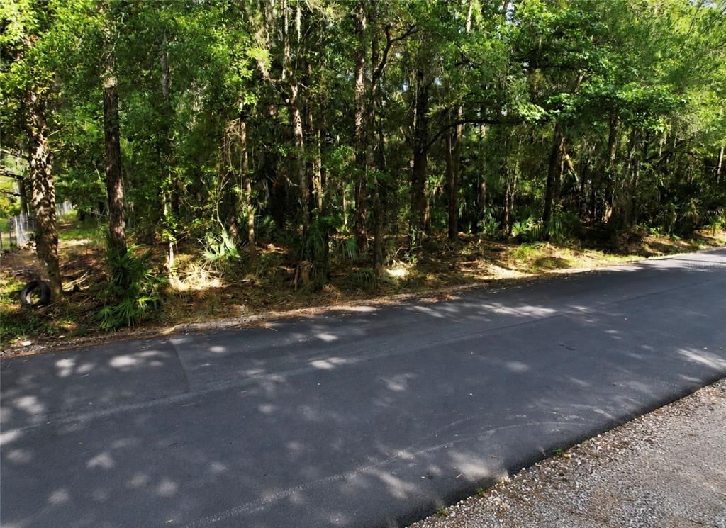 A paved road runs alongside a wooded lot with dense trees and undergrowth — 119 SANDI STREET, INGLIS, FL
