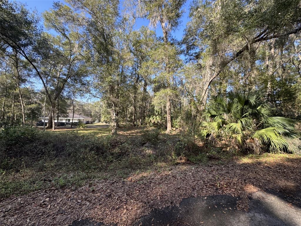 A wooded, undeveloped residential lot features a large palm tree and a distant neighboring house — SEQUOIA LOOP TRACK, OCKLAWAHA, FL