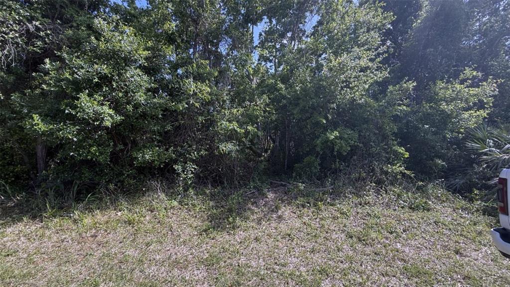 A view of a densely wooded, undeveloped lot with a grassy foreground — 0.5 WASHINGTON STREET, NEW SMYRNA BEACH, FL