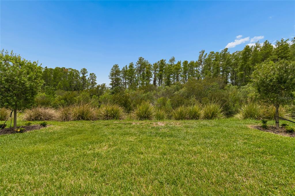 A grassy backyard features two small trees and a dense line of trees behind it — 29534 GINNETTO DRIVE, WESLEY CHAPEL, FL