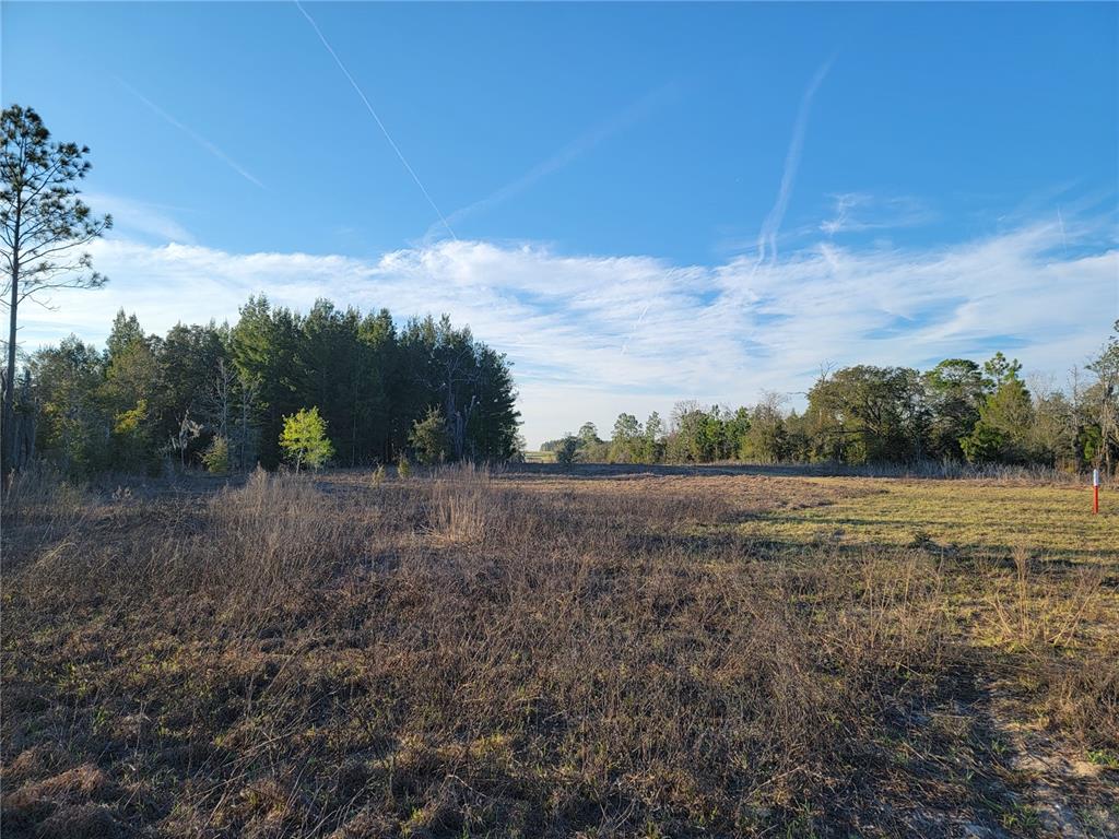 A view of a flat, grassy, and brush-covered vacant lot bordered by trees — 0 NE 20TH STREET, WILLISTON, FL