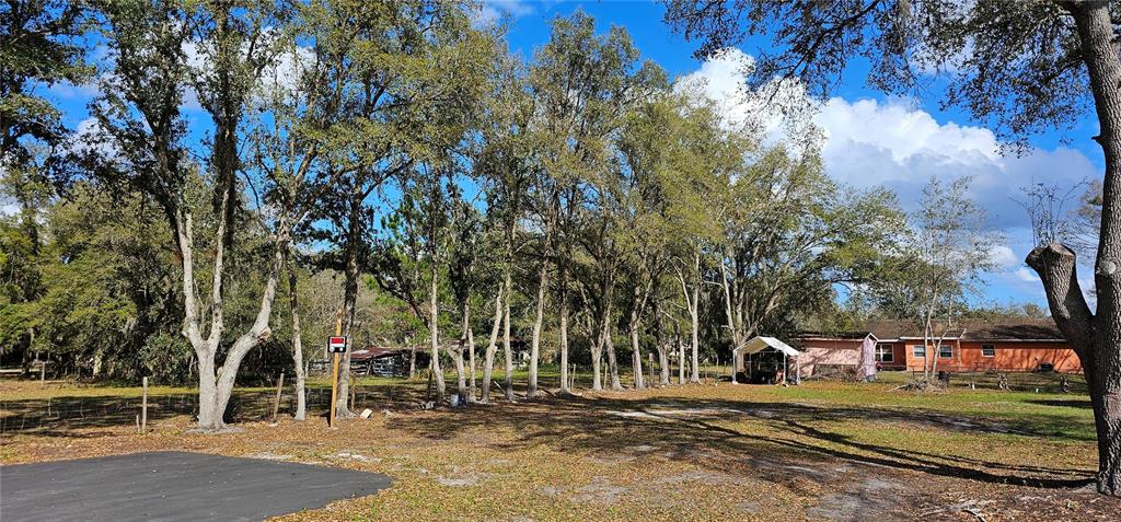 A grassy lot features a row of tall trees, a small canopy, and a house — IMMOKALEE STREET, INTERCESSION CITY, FL