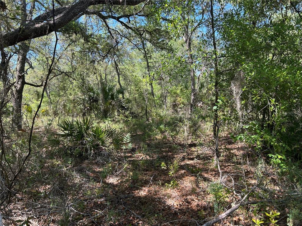 A wooded lot with dense trees, shrubs, and palmettos under a bright blue sky — TBD SE 62ND, MORRISTON, FL