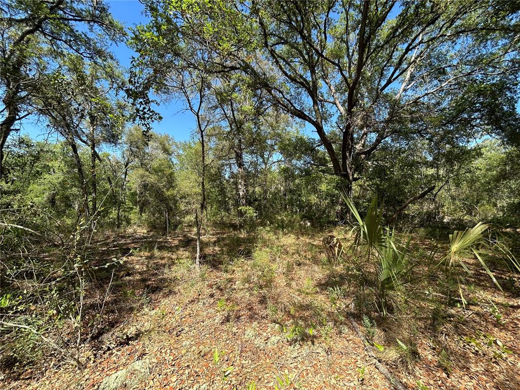 A wooded lot with mature trees, scattered shrubs, and a leaf-covered ground surface — TBD SE 62ND, MORRISTON, FL