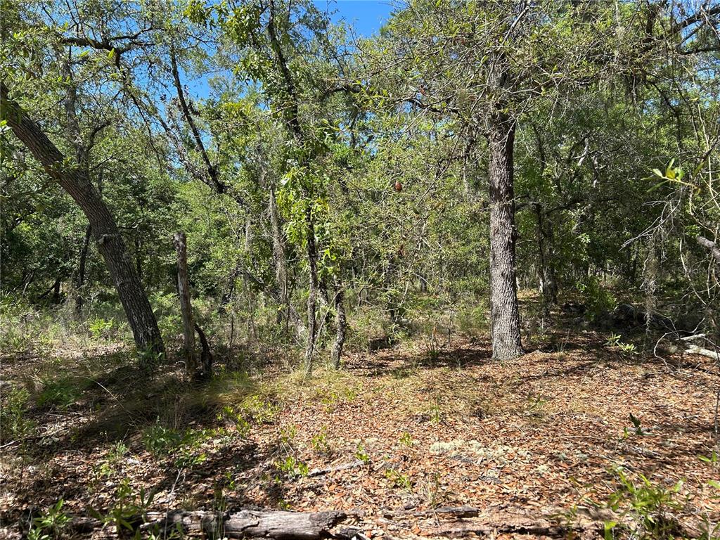 A wooded lot with mature trees and a ground layer of fallen leaves — TBD SE 62ND, MORRISTON, FL