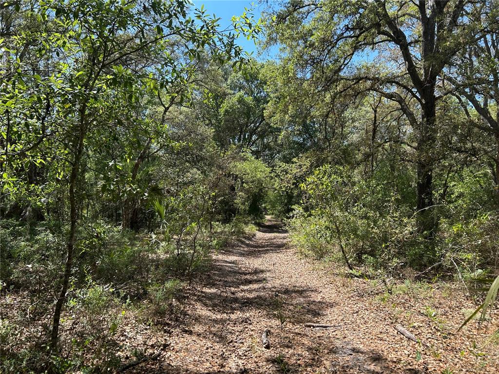 A dirt path winds through a dense, sunlit forest with mature trees and thick undergrowth — TBD SE 62ND, MORRISTON, FL