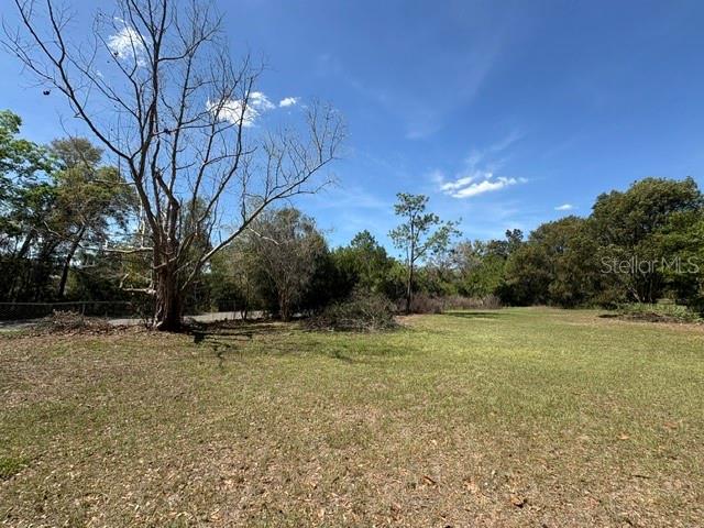 A large, bare tree stands in a grassy, open lot bordered by dense woods — 37247 NORTHSIDE DRIVE, ZEPHYRHILLS, FL