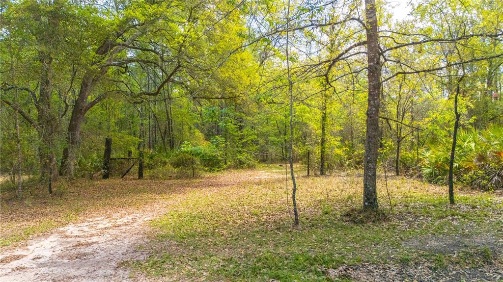 A dirt path leads into a wooded area with scattered fallen leaves and dense trees — COUNTY ROAD 218, JACKSONVILLE, FL