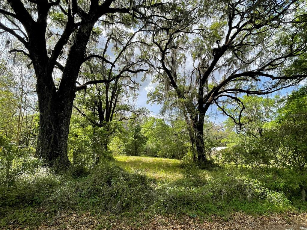 A grassy clearing is framed by two large, moss-draped oak trees in a wooded area — 17400 NW 120TH AVE ROAD, REDDICK, FL