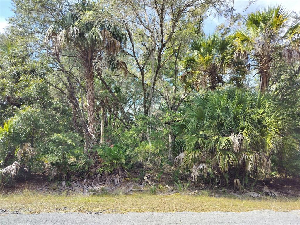 A view of a wooded lot featuring several palm trees and dense vegetation — 9999 N SNOWBALL POINT, CRYSTAL RIVER, FL