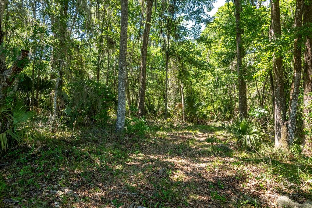 A wooded lot with dense trees, palmetto plants, and a dirt path — 00 NW HWY 225, REDDICK, FL