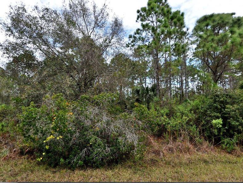 A dense, wooded lot features a mix of tall pine trees and thick underbrush — SILVERLEAF ROAD, NORTH PORT, FL