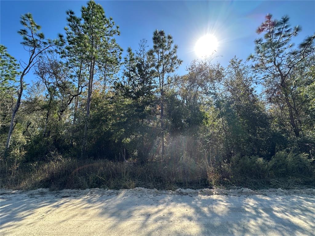 A dirt road runs in front of a densely wooded lot under a bright sun — TBD NE 15TH STREET, WILLISTON, FL